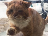 寒いので中にいれてくれませんか？人間に助けを求めに来た猫の保護物語（カナダ）