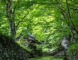 苔むす参道と若葉のトンネル　時間を忘れるほど美しい滋賀・百済寺の〝緑の世界〟