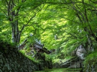 苔むす参道と若葉のトンネル　時間を忘れるほど美しい滋賀・百済寺の〝緑の世界〟