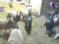 「コヨーテだ！全員退避！」番犬のツルの一声で、一斉に避難を始める動物たち