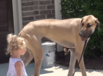 小さな女の子に気遣う大型犬。一緒に散歩する様子が可愛いすぎる。