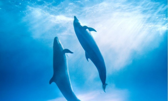 ラッセンの絵を見ているよう...　幻想的に水中で舞う「海の踊り子」たちの圧倒的な美しさ