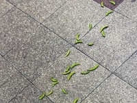 ずんだもん、倒されてしまう？　〝バトル後〟風景に22万人驚がく...「倒すと枝豆ドロップするん？」「レアドロの厳選してた？」