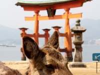 宮島に生息する鹿（Ann Leeさん撮影、Flickrより）