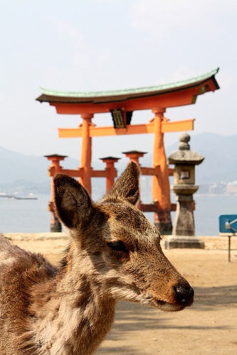 宮島に生息する鹿（Ann Leeさん撮影、Flickrより）