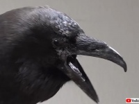 保護されたカラスが可愛がられた結果 →「待って待ってマイダーリン」と鳴くようになる