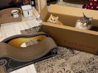 【そっちでいいんだな？】1万2,000円のプレゼントよりもダンボールに夢中な猫にツイ民悶絶！「可愛い」箱の中でうれしそう（笑）」の声