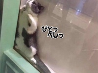 猫カフェで自分だけの安住の地を見つけた猫。入り込んだら出たくない