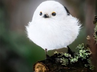 おとぎの国はここですか？フィンランドの森で撮影されたファンタジーあふれる動物たちの写真