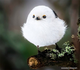 おとぎの国はここですか？フィンランドの森で撮影されたファンタジーあふれる動物たちの写真