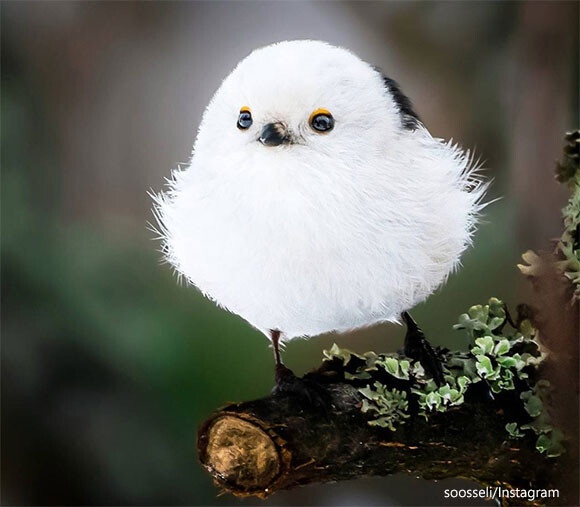 おとぎの国はここですか？フィンランドの森で撮影されたファンタジーあふれる動物たちの写真