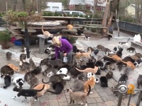 自宅を丸ごと猫屋敷に改造。300匹の猫が暮らす「ハッピー・キャット・サンクチュアリ」（アメリカ）