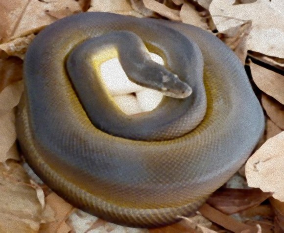 python_brooding_e