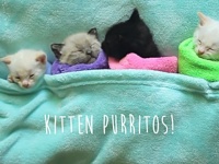 言葉はいらない、必要なのは子猫たちの寝顔だけ。猫巻きプリトーは最強の癒しアイテムなり