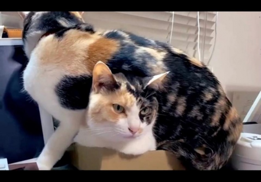 「重いんですけど...」（画像はサユヤスさんの動画よりキャプチャ）