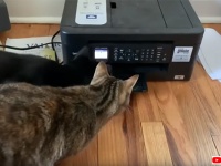 プリンターの動きに翻弄され、図らずもシンクロびっくりを連発する猫ズ