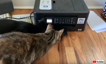 プリンターの動きに翻弄され、図らずもシンクロびっくりを連発する猫ズ