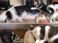 だって一緒に遊びたいんだもん。犬による他の動物の起こし方。ブタ編、猫編