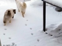 猫は3匹なのに雪の足跡は2匹分、これいかに？