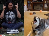 今度は歌うハスキー犬とコラボ。いい感じのリミックス曲が完成！