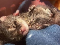 ぎゅっと身を寄せ合って寒さをしのいでいた2匹の子猫、きょうだいたちが息絶える中、奇跡的に生き延びる（アメリカ）
