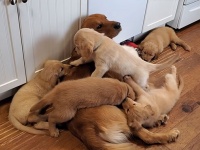 入れ子状態。ゴールデンレトリバーのお父さんの子育て風景