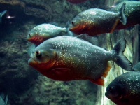 トイレに生き物を流すのはダメ、絶対。イギリスの下水道でピラニアが発見され大騒動に発展