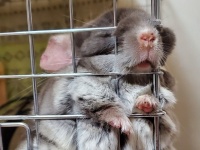 めり込みすぎィ...！　ちっちゃなお鼻をムギュッと突き出す、チンチラちゃんの寝姿にキュン