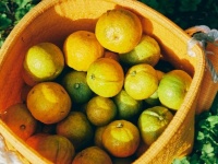 〝幻の柑橘〟が「野菜生活」になって全国へ　独特の風味でファン続出「クセになる」「美味いからみんな飲も」