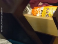 そんなところに隠しても無駄にゃ。引き出しにしまっておいた猫用おやつを高度なテクニックで盗み出す猫