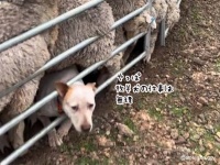 やっぱ牧羊犬の仕事は無理かも...仲間が颯爽と助けに来る