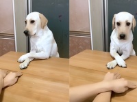 完コピじゃないですか！右・左・右・左。飼い主の手の動きを完全再現する犬