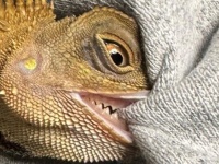 狂暴クリーチャー「グレムリン」は実在した！？　激写された〝噛みつき姿〟に2.9万人驚がく