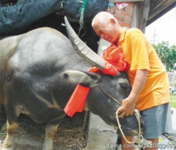 cow-3 (1)