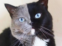 ピッタリ真ん中から色が違うキメラテイストの猫。子猫はパパの良いとこ取り（イギリス）