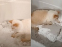 「この雪独占していいニャ？」雪が好きすぎる猫、バスタブに運んだ雪の中で一人遊びを満喫する