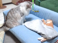 「この子猫が心配ニャ、早く元気になるといいニャ」病気のちび猫を優しく見守る犬と猫