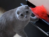 そろそろ秋の夜長なので…？いろんな動物たちの愉快な所業のあれやこれやを詰め合わせてみた