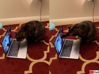 離れて暮らす飼い主女性が猫とスカイプでビデオチャット。その反応が可愛すぎる