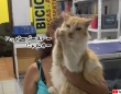 ハッピーバースデーの歌に合わせて猫的手拍子をしてくれる猫