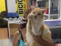 ハッピーバースデーの歌に合わせて猫的手拍子をしてくれる猫