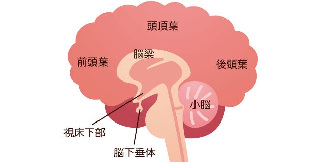 脳下垂体