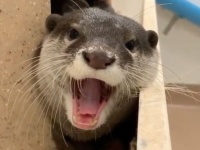 検証してみる？カワウソの長～いあくびは人間にうつるのか