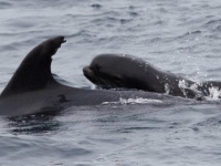 我が子を失くしたイルカの母さんがクジラの赤ちゃんを育てていた！