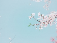 見たらラッキー。満開の桜の夢は「課題解決」の前兆