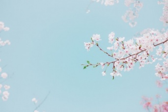 見たらラッキー。満開の桜の夢は「課題解決」の前兆