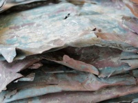 オランダ海域で16世紀の難破船が偶然発見される。海洋船舶の発見としては最古のものである可能性