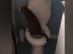 信じられない光景！　“人間用のトイレ”でオシッコする猫
