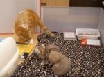 「パパだよ〜♪」と子猫に近づくも、一蹴されてしまうパパ猫。ママ猫とのやりとりも面白い！