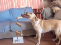 犬も科学する？かしこいラブラドール女史によるオモチャ取り出し大作戦